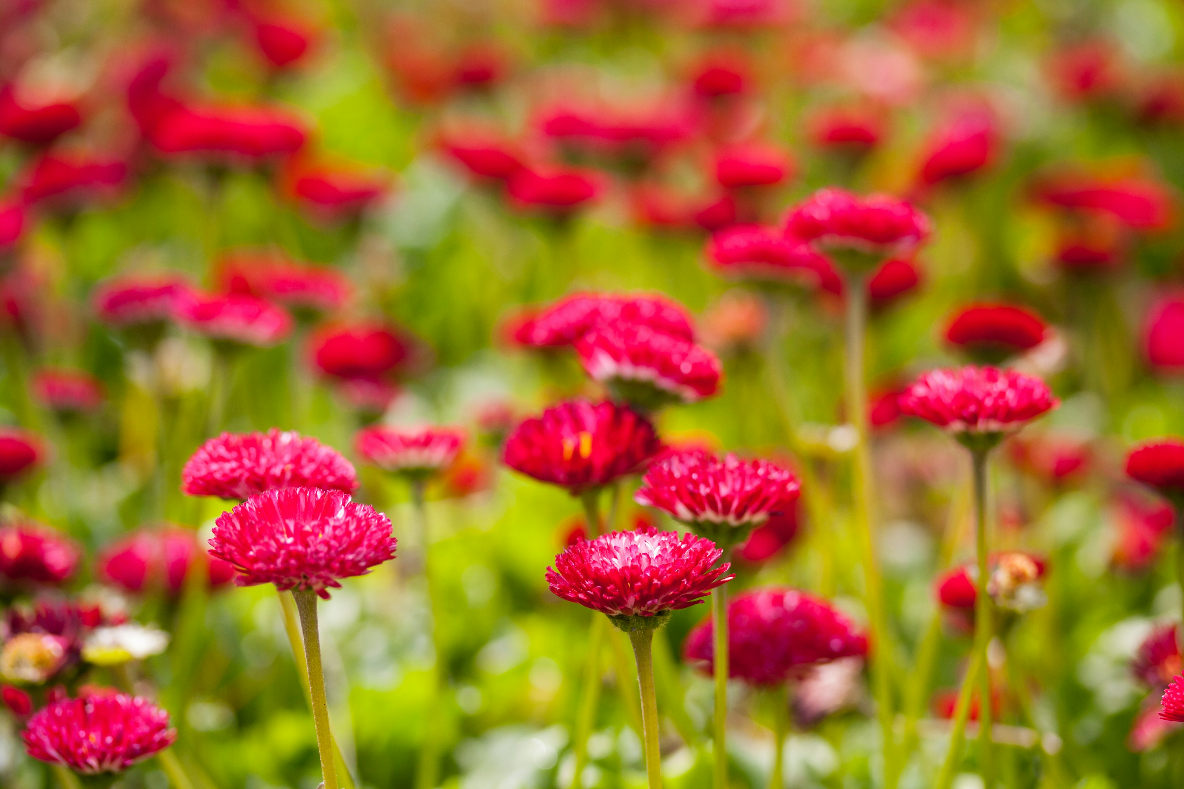 red flowers in tilt shift lens